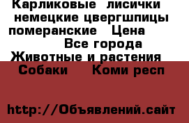Карликовые “лисички“  немецкие цвергшпицы/померанские › Цена ­ 35 000 - Все города Животные и растения » Собаки   . Коми респ.
